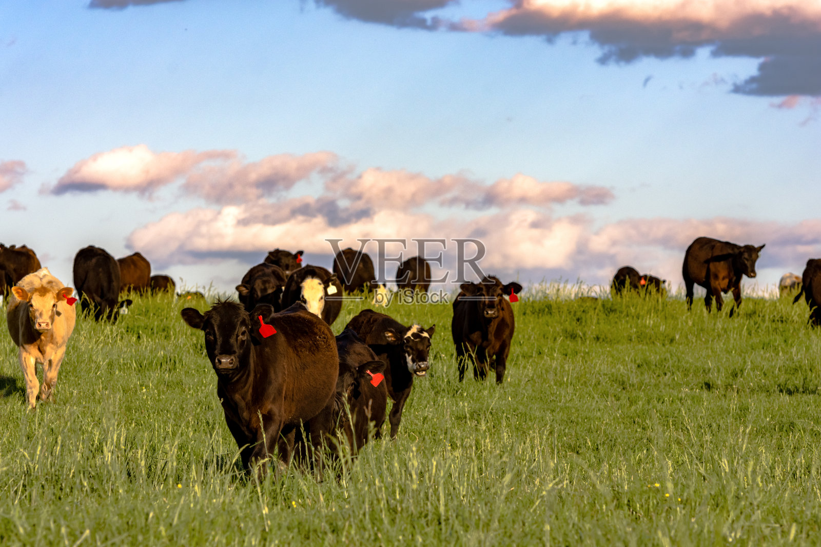 日落时分，郁郁葱葱的牧场上的商业小母牛照片摄影图片