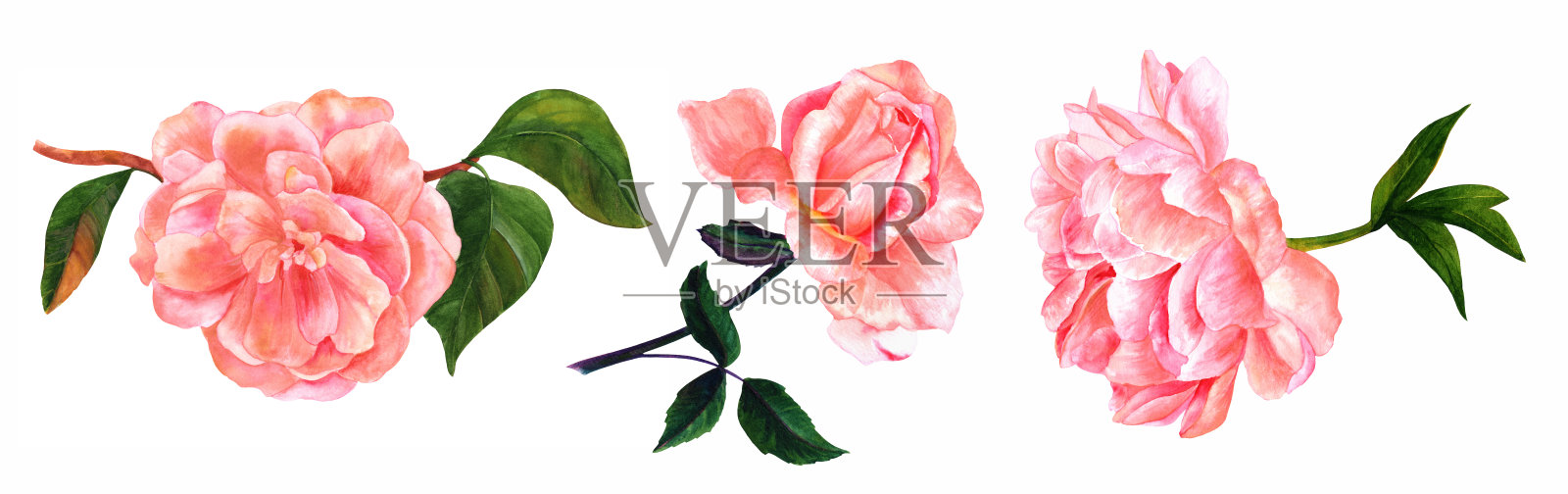一套复古风格的粉红色水彩花在白色插画图片素材