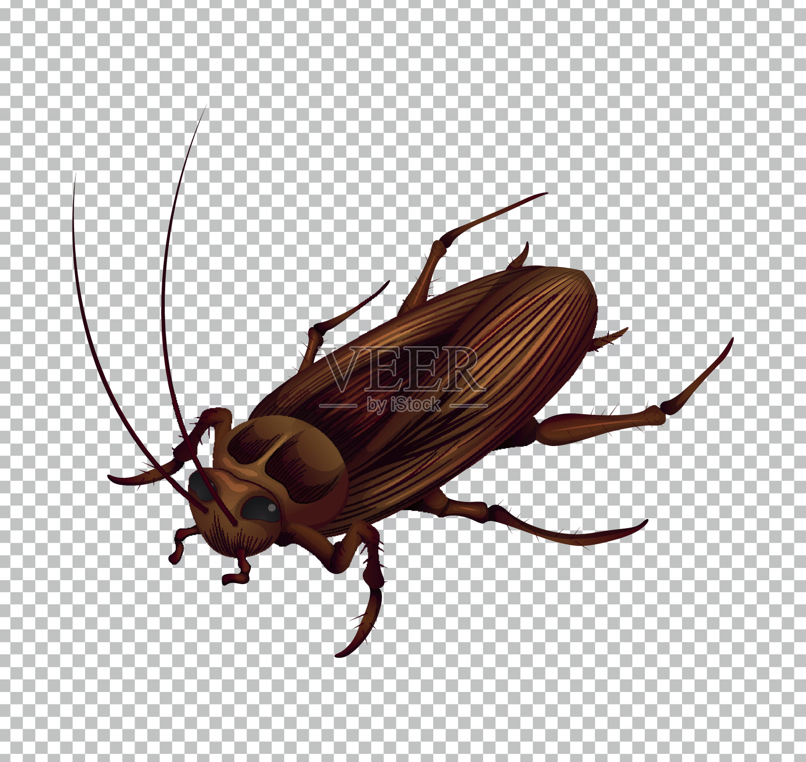 蟑螂在透明背景上设计元素图片