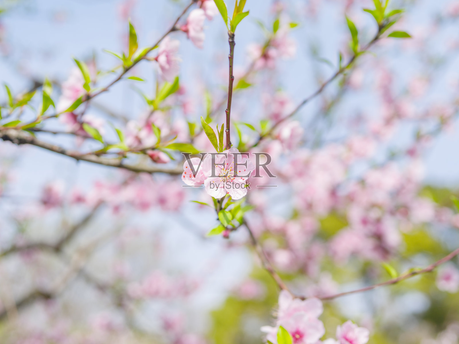 春花系列，美丽的桃花与模糊的背景宏。照片摄影图片