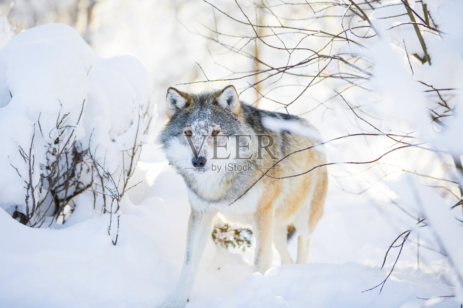 有一双狂野眼睛的狼在雪地里行走照片摄影图片