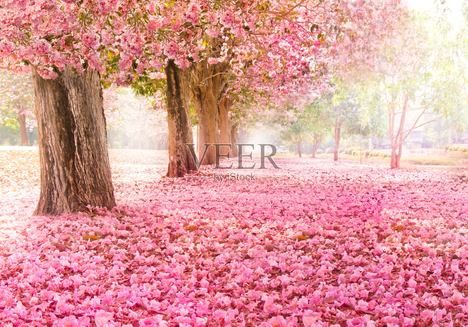 浪漫的花树在春天的自然背景下照片摄影图片