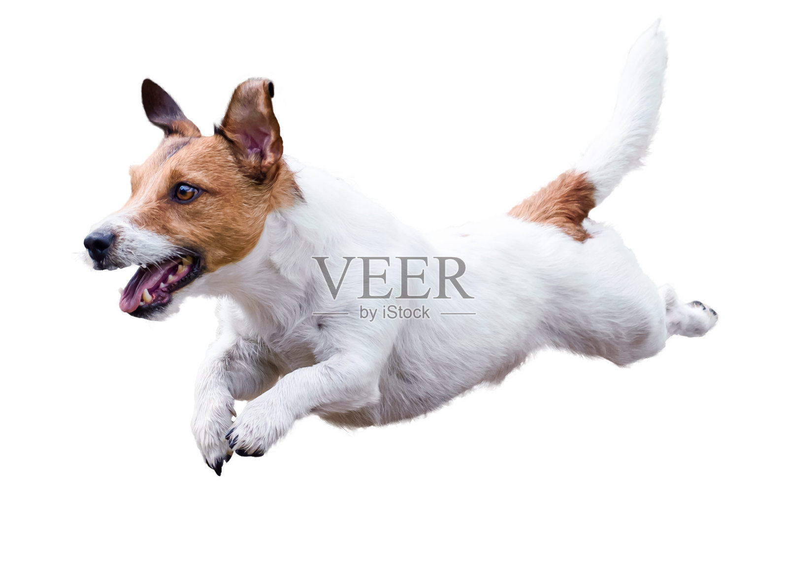 杰克罗素梗狗奔跑和跳跃孤立的白色照片摄影图片