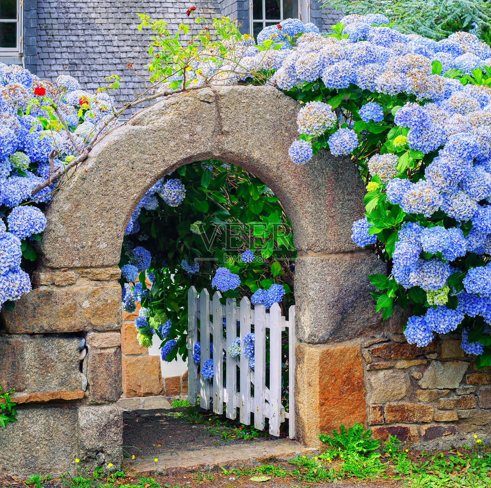 法国布列塔尼的蓝色花朵装饰着一扇门照片摄影图片