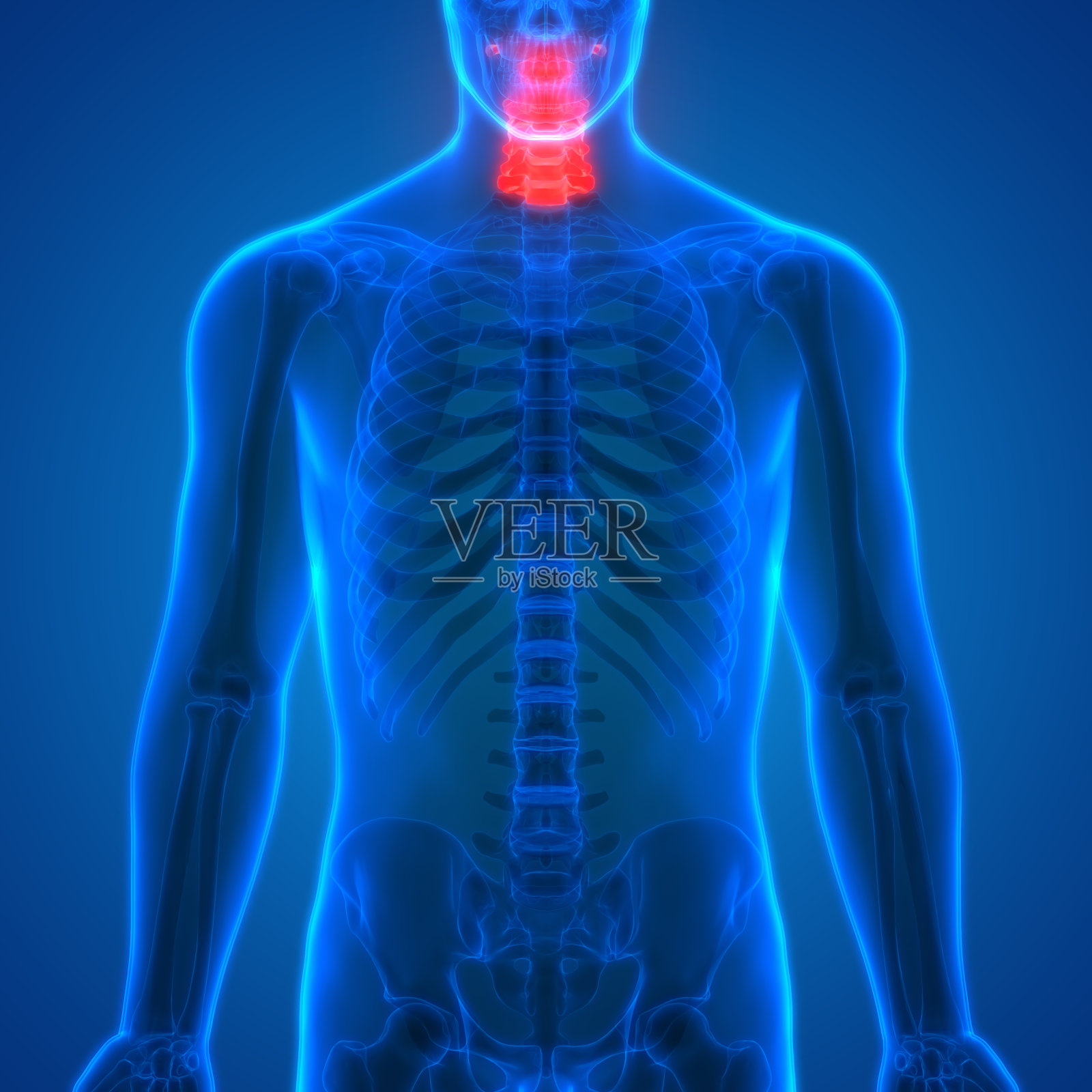 脊髓(颈椎)是人体骨骼解剖学的一部分照片摄影图片
