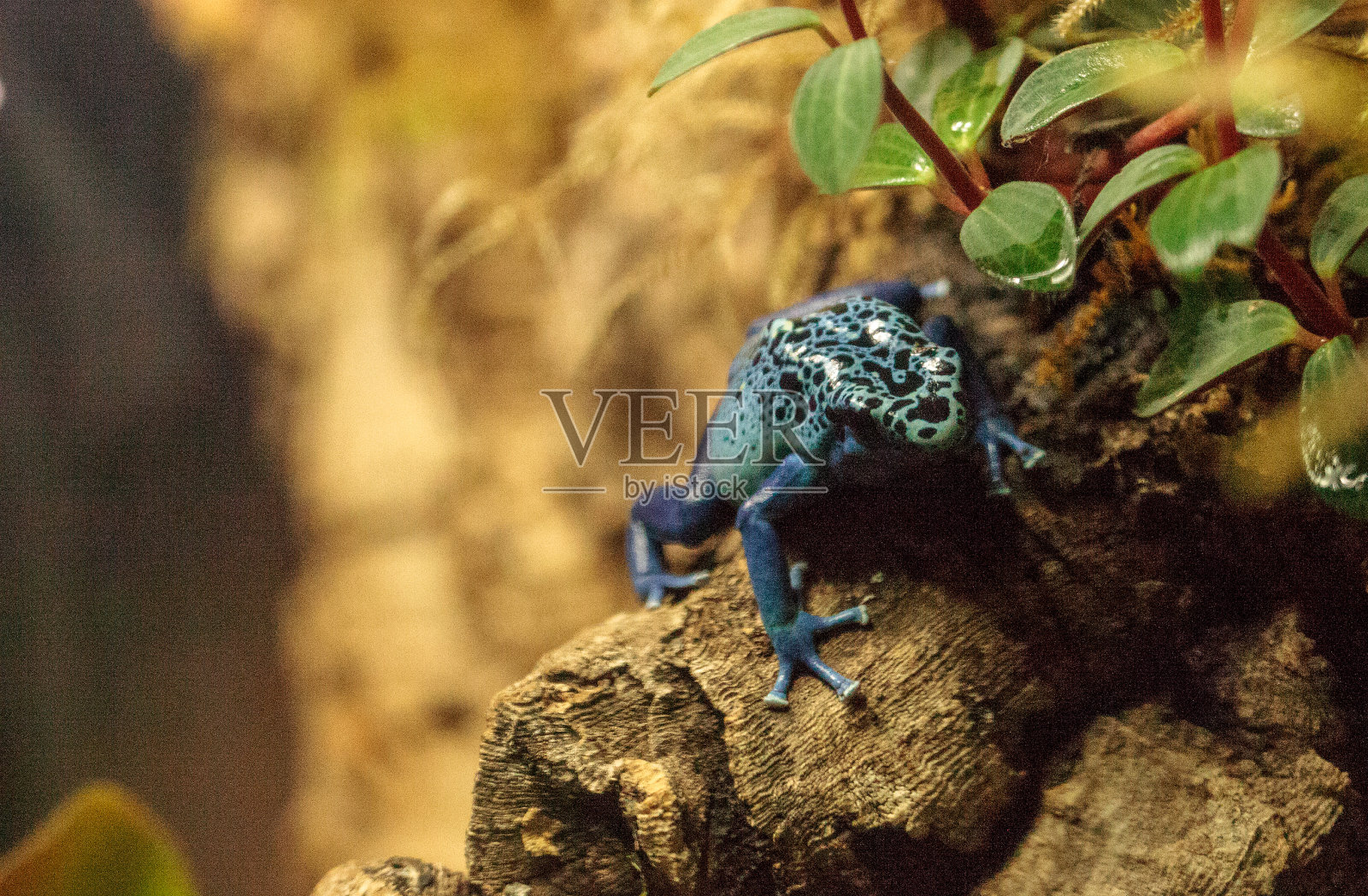 蓝色箭毒蛙照片摄影图片