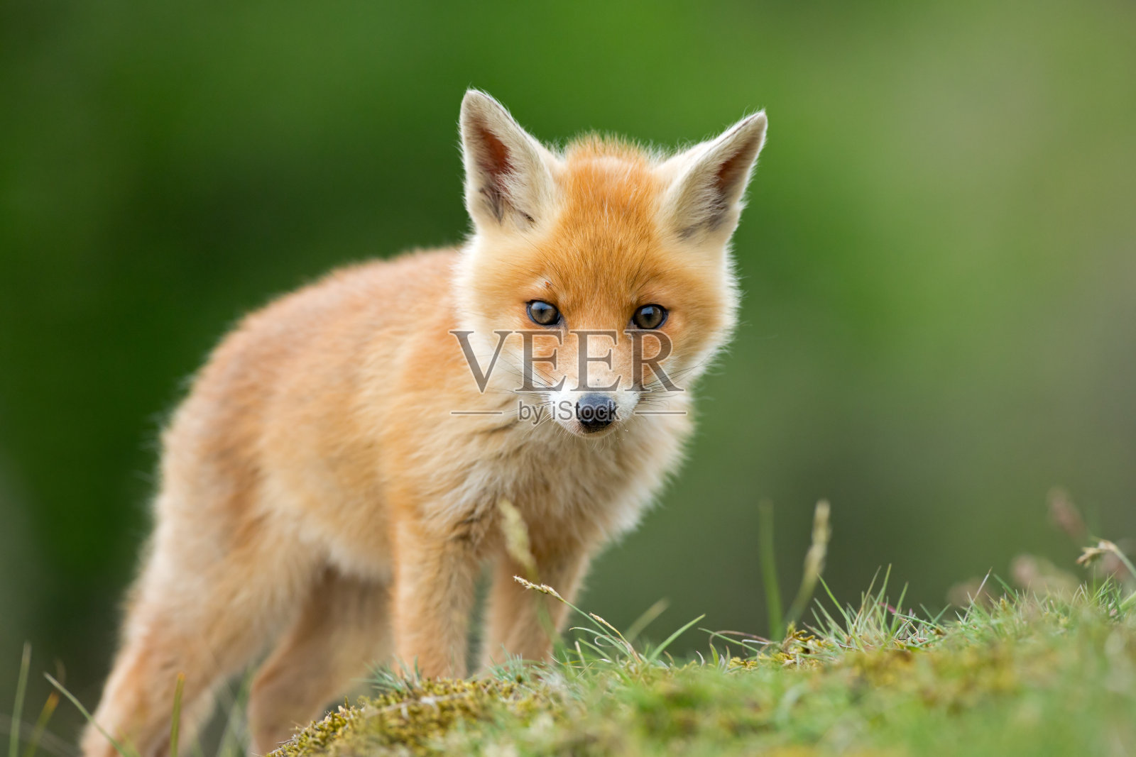 红狐狸幼崽站在草丘上照片摄影图片