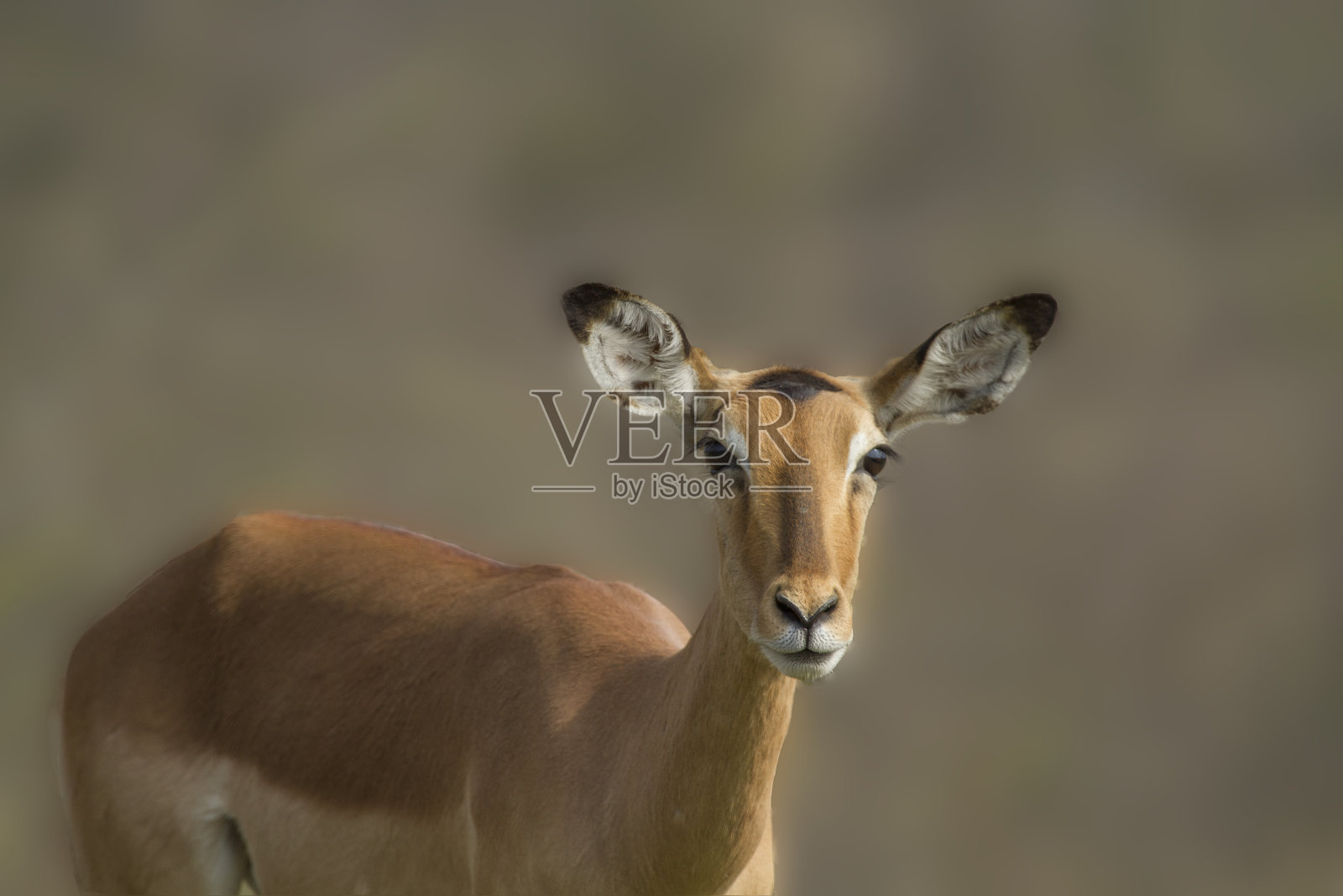 黑斑羚羚羊照片摄影图片