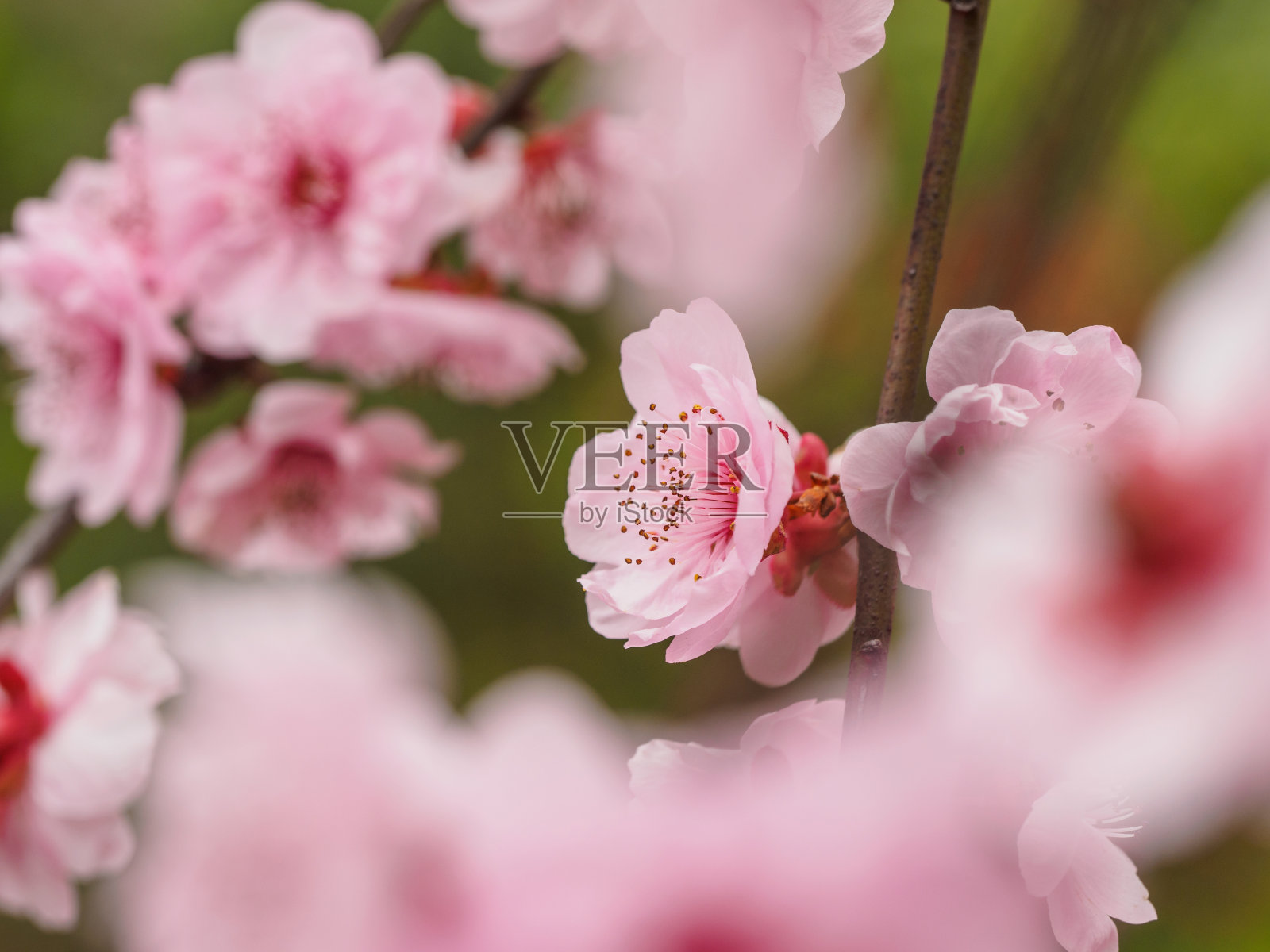 春花系列:公园里美丽的红梅绽放。照片摄影图片