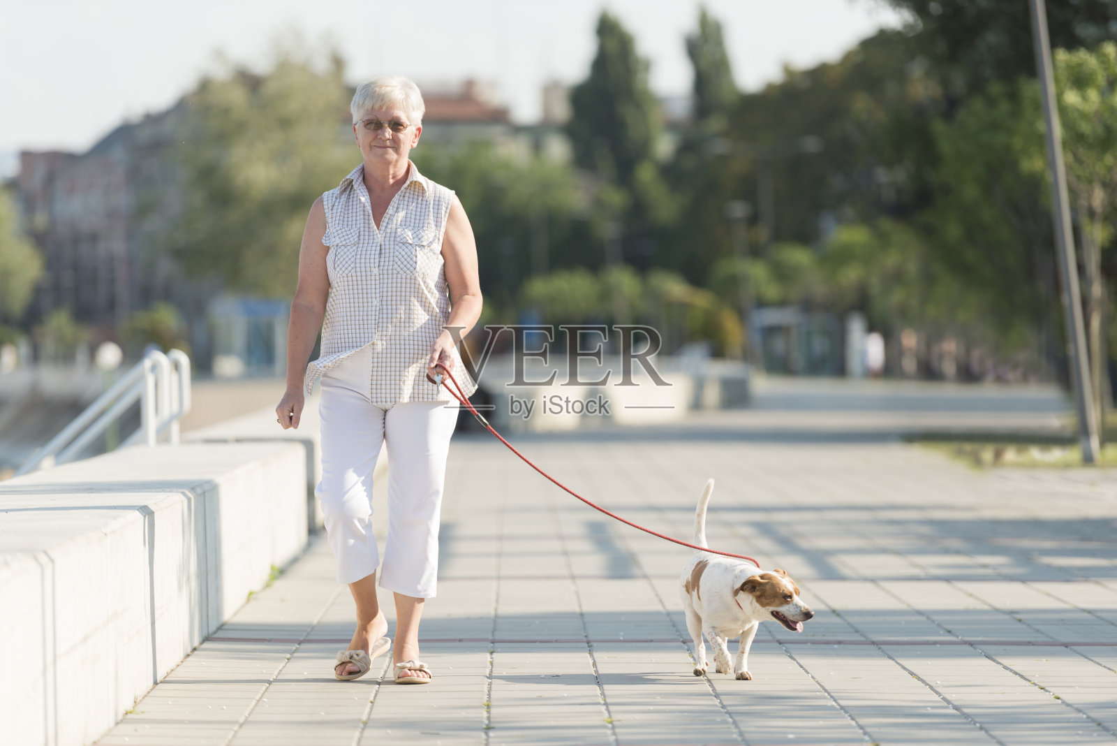 老妇人和她的狗照片摄影图片