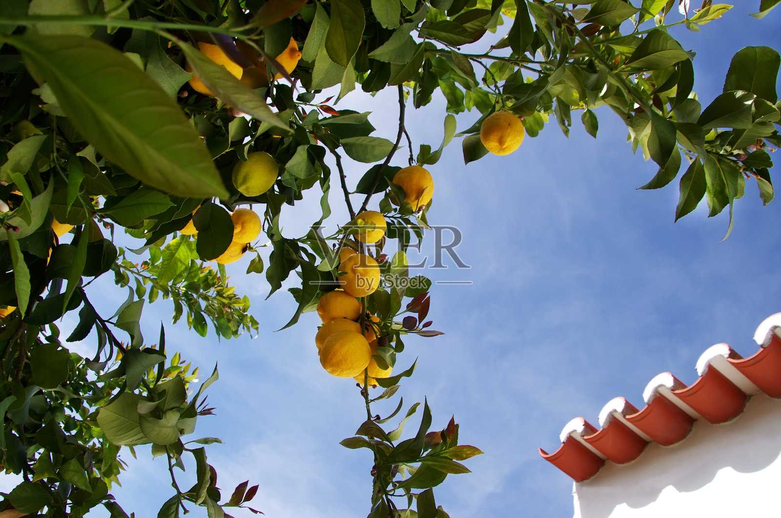 柠檬树上成熟的柠檬照片摄影图片
