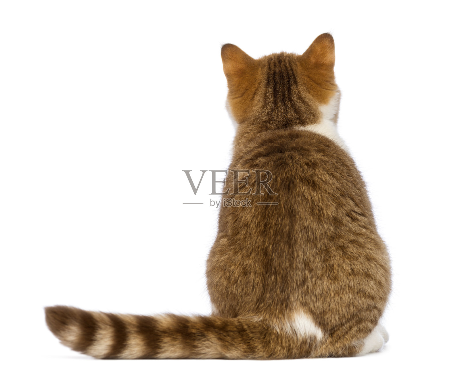 英国短毛小猫的后视图，3.5个月大，坐着照片摄影图片