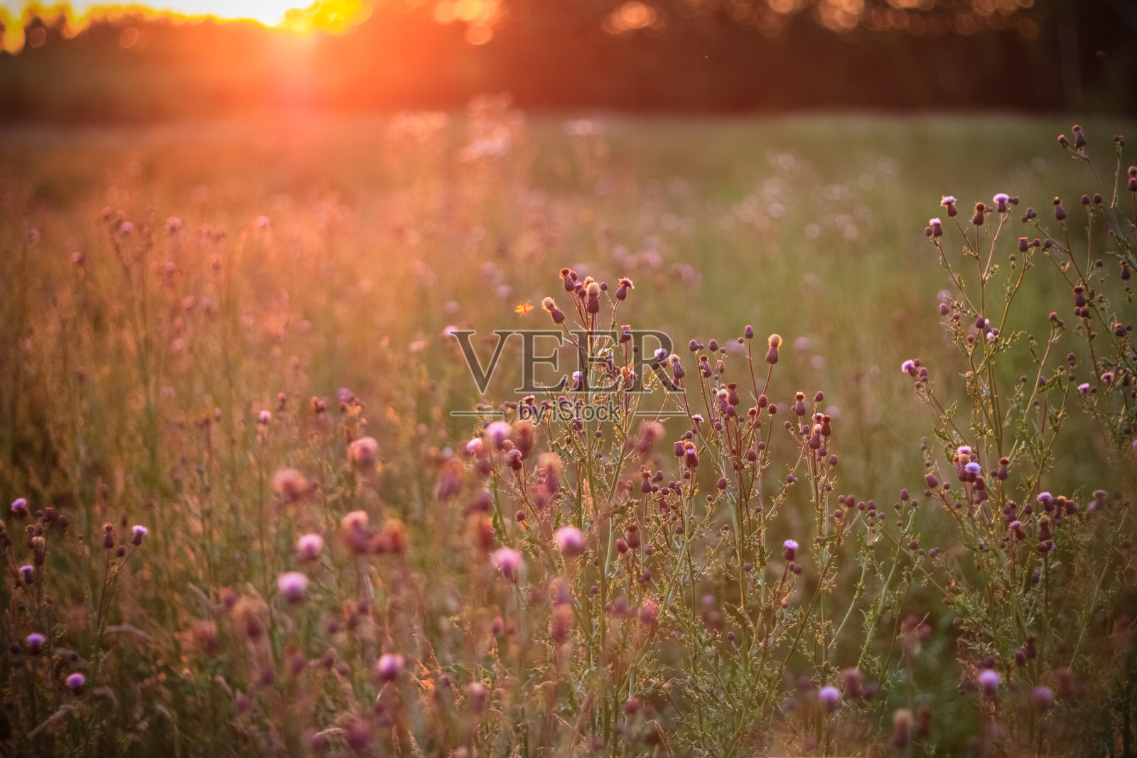 夕阳下的野花照片摄影图片