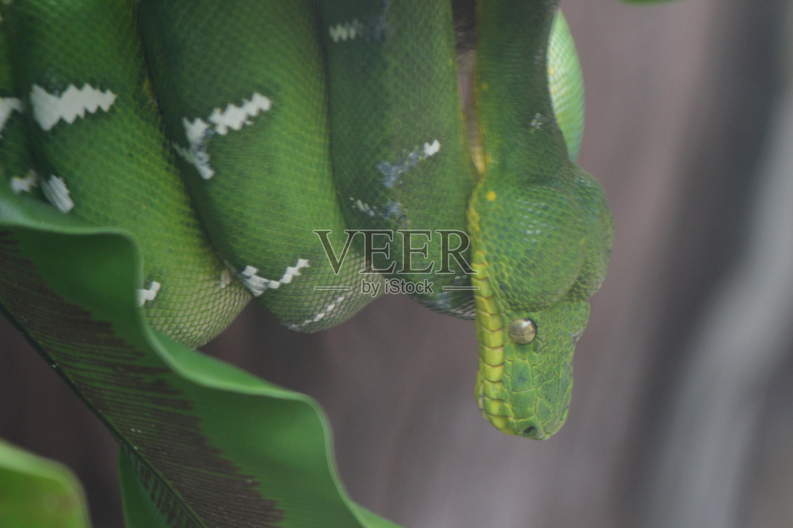 翠绿色的树蟒蛇在动物园照片摄影图片