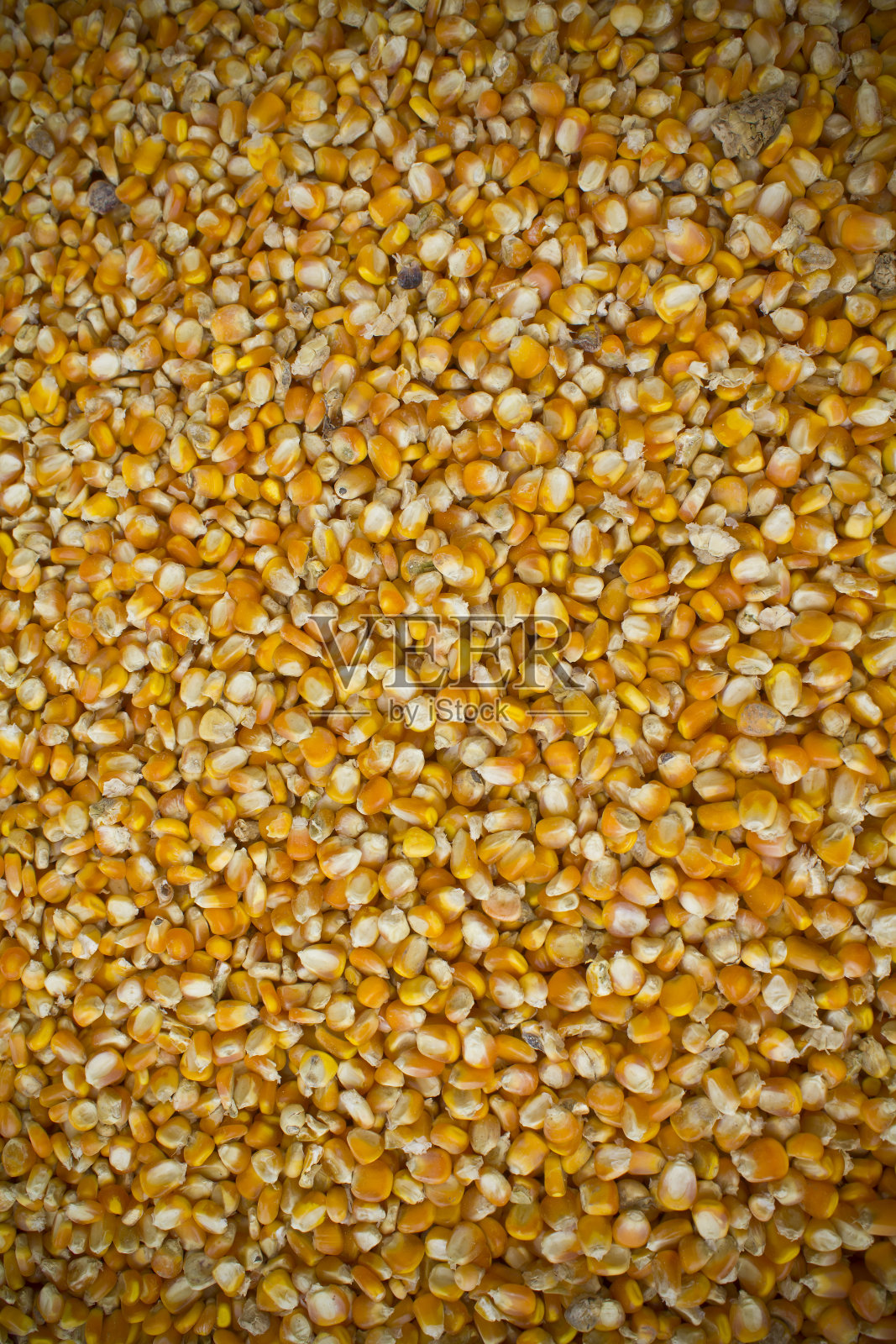 玉米种子的背景。照片摄影图片