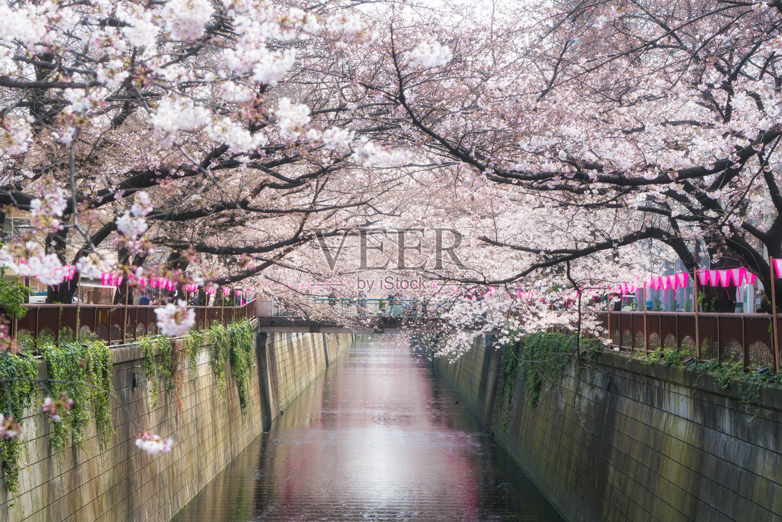 日本东京目黑运河，樱花盛开。四月日本东京的春天。照片摄影图片