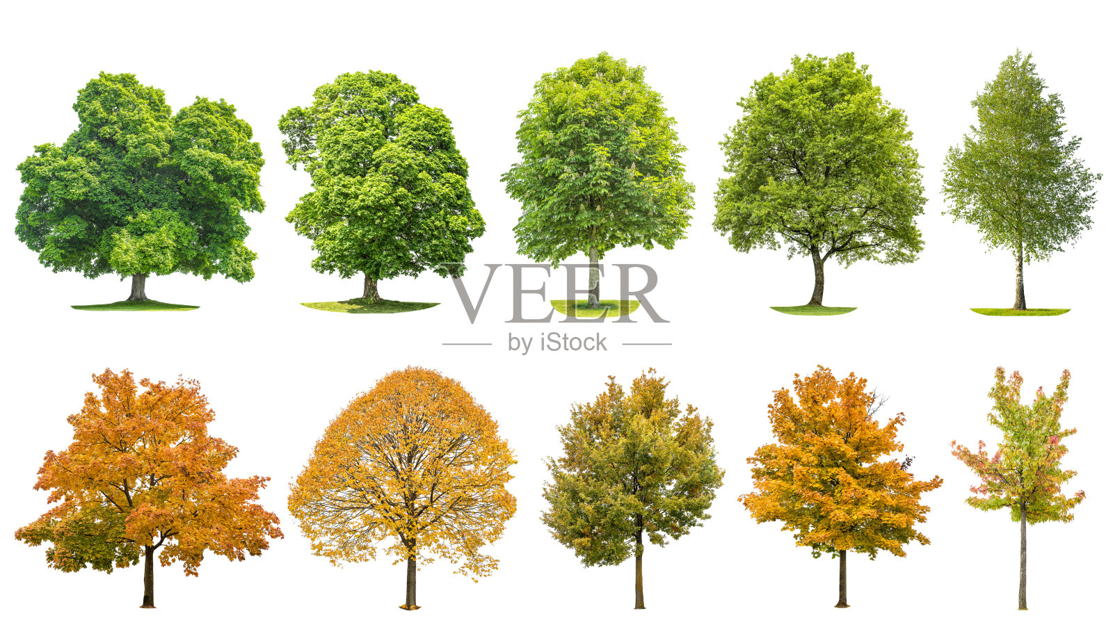 树木孤立的白色背景橡树，枫树，椴树，桦树照片摄影图片