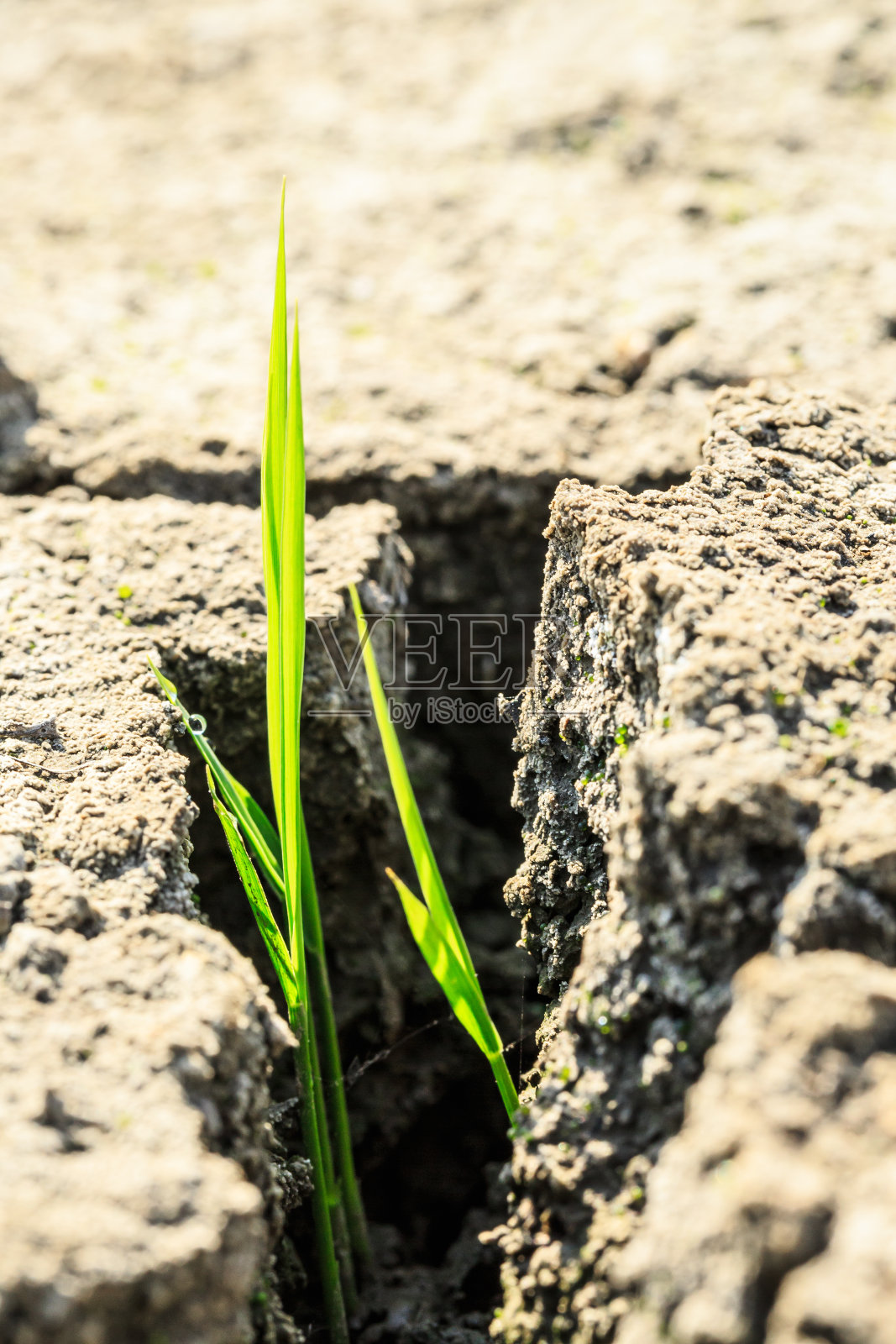 青草在干燥的土地上发芽照片摄影图片