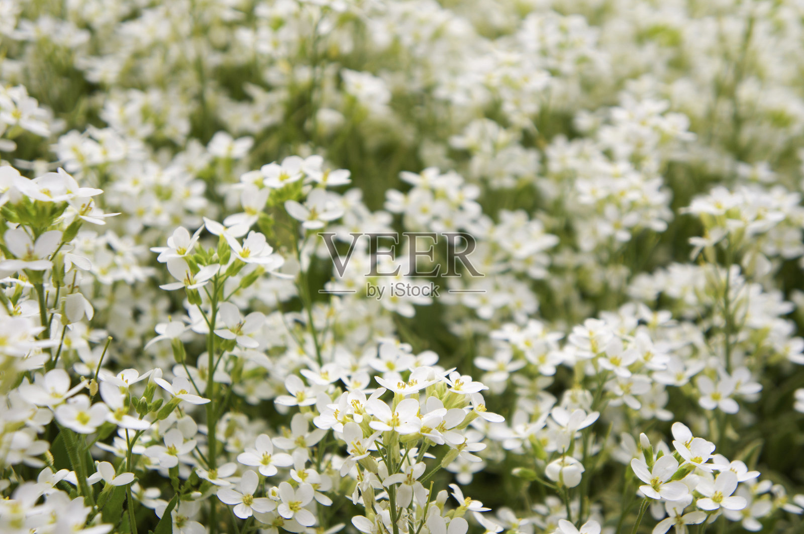漂亮的白花在花园里盛开照片摄影图片