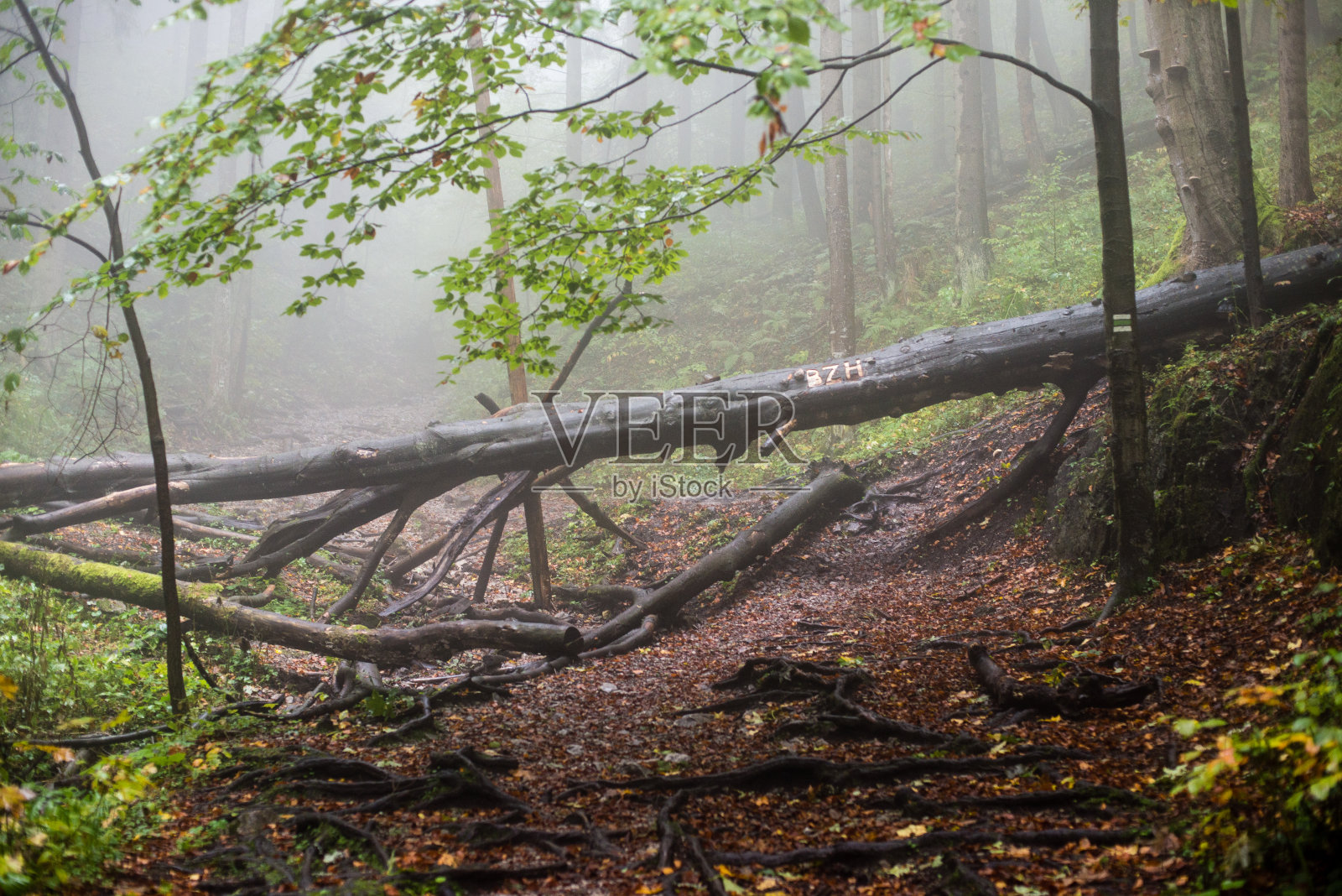 色彩斑斓的秋树在浓雾笼罩的森林里照片摄影图片