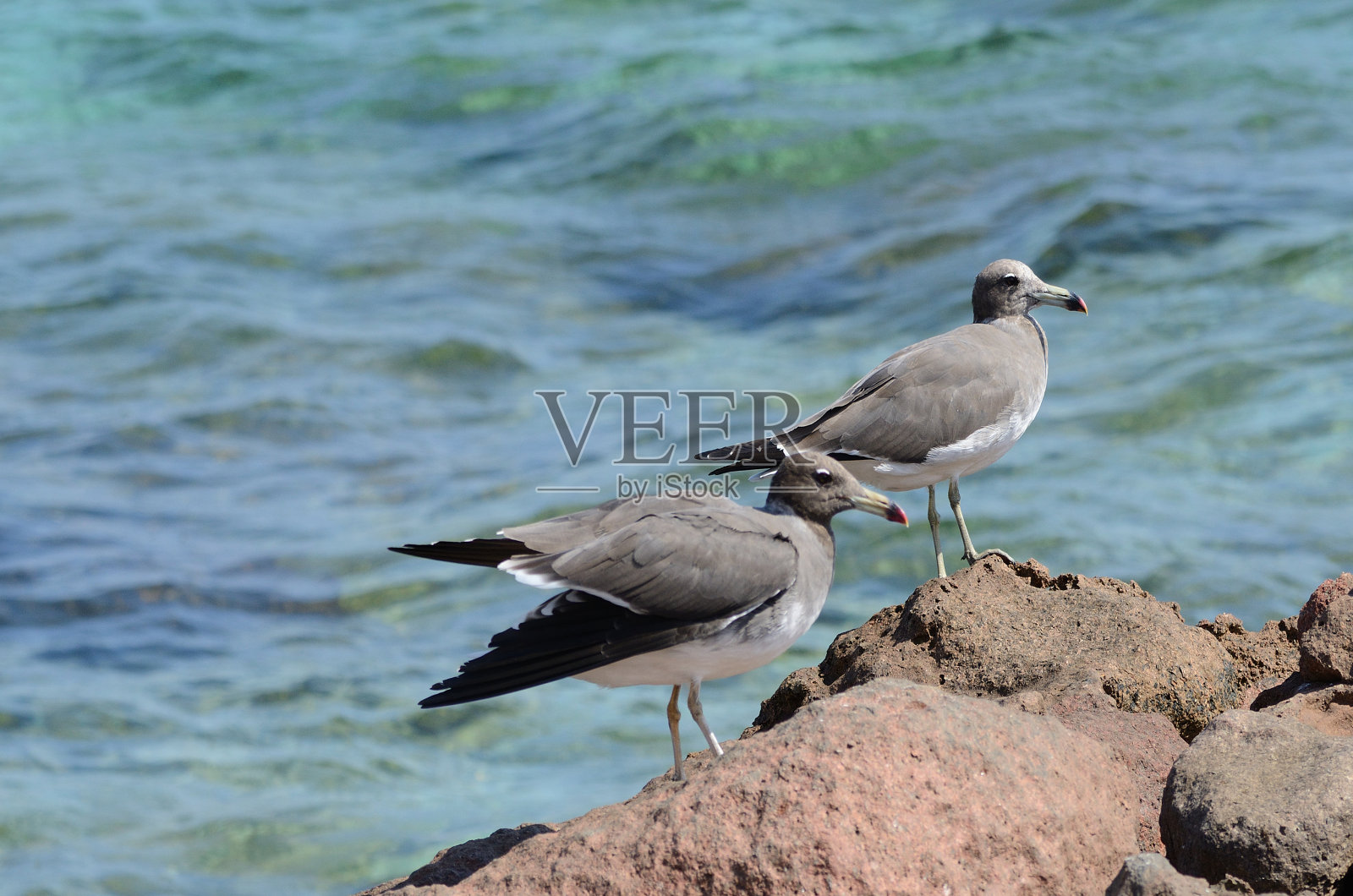 阿拉伯海岸边的岩石上，灰色的海鸥照片摄影图片