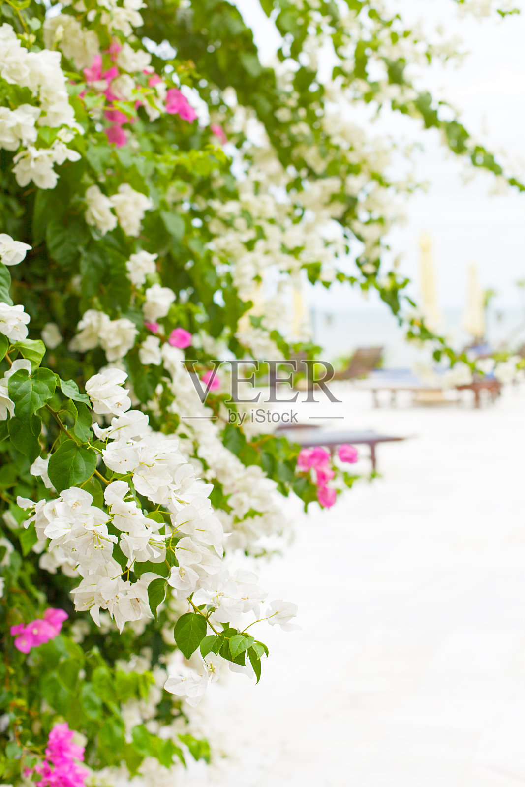 热带花三角梅在海滩的背景照片摄影图片