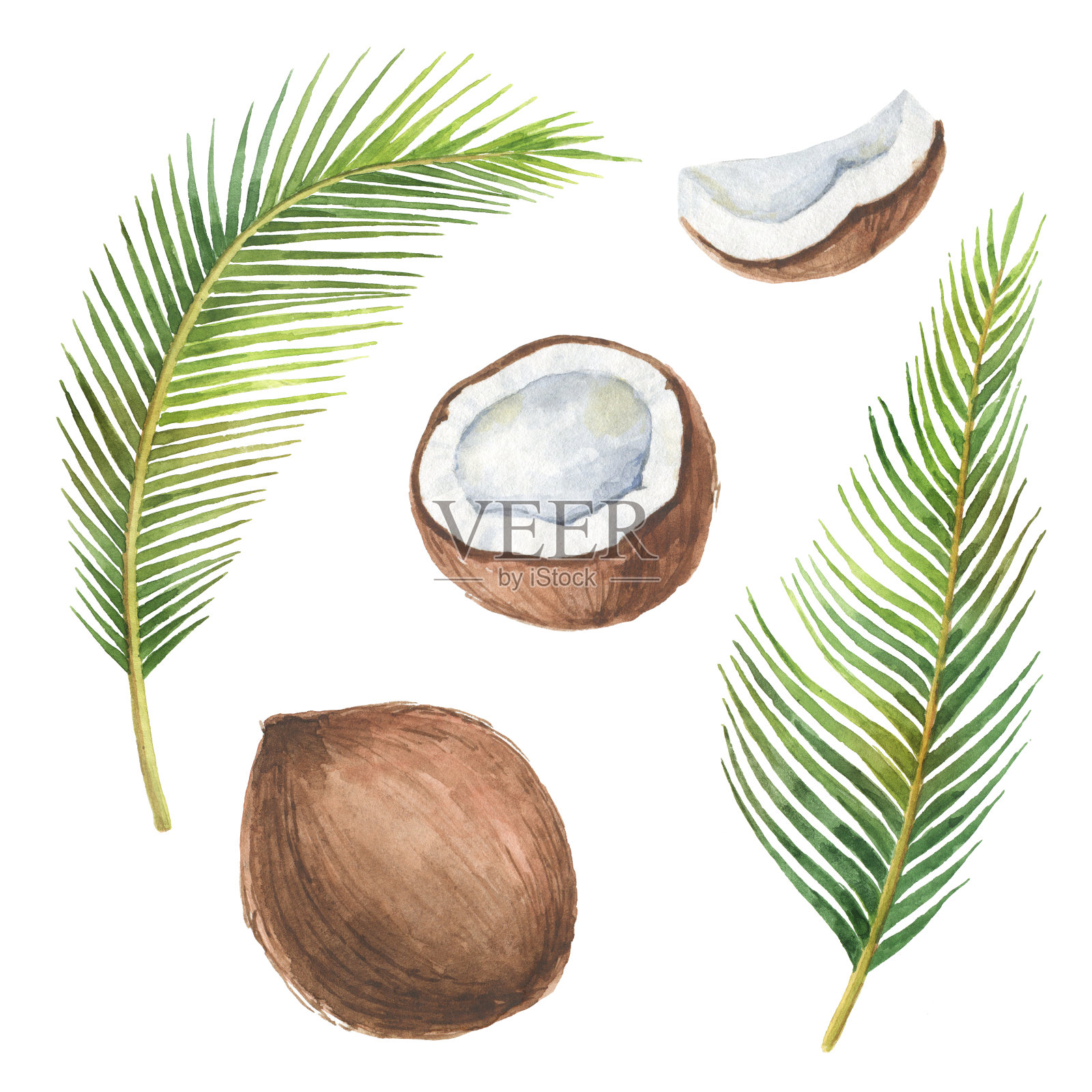 水彩有机组椰子和棕榈树孤立在白色的背景。设计元素图片