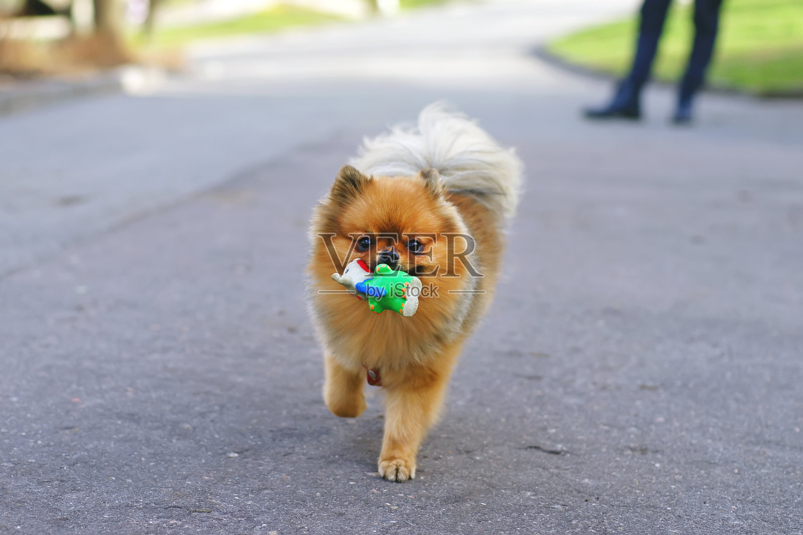 红色迷你德国斯皮兹狗在公园里跑着，手里拿着一个橡胶玩具照片摄影图片
