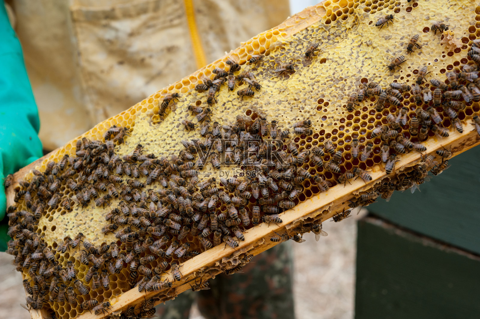 养蜂人把蜂巢装满了蜜蜂照片摄影图片