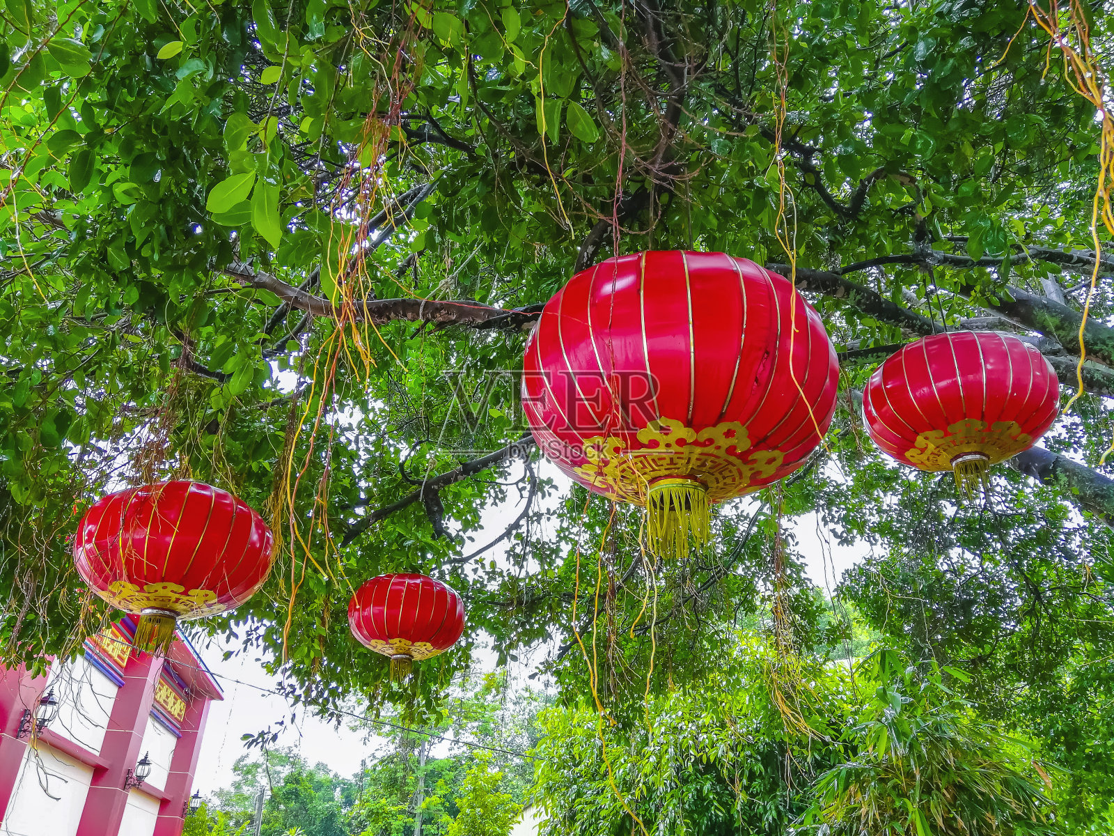中国的灯笼挂在树上照片摄影图片