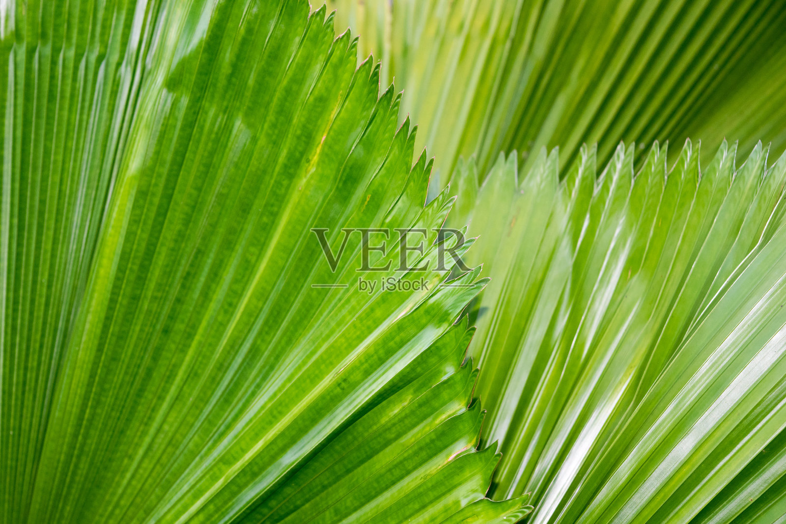 绿扇棕，李瓜拉棕自然抽象背景照片摄影图片
