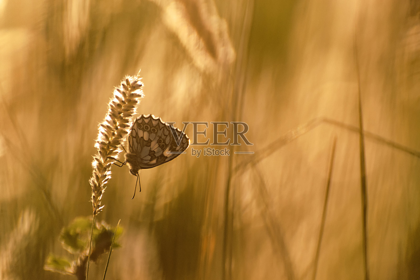 蝴蝶在草地上。照片摄影图片