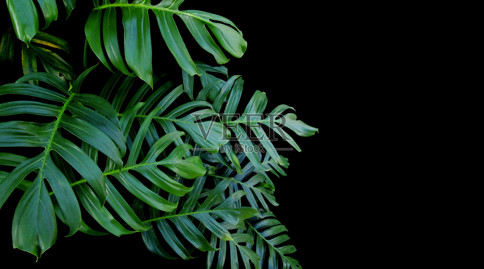 野生林中生长的绿叶植物，热带森林植物，黑色背景上的常绿藤蔓。照片摄影图片