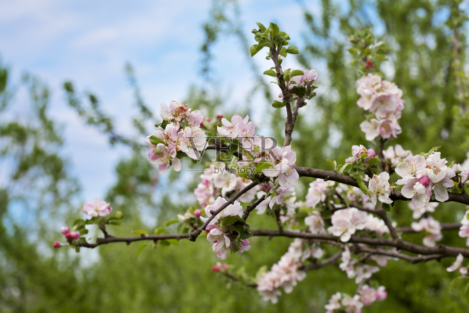 春天的树照片摄影图片