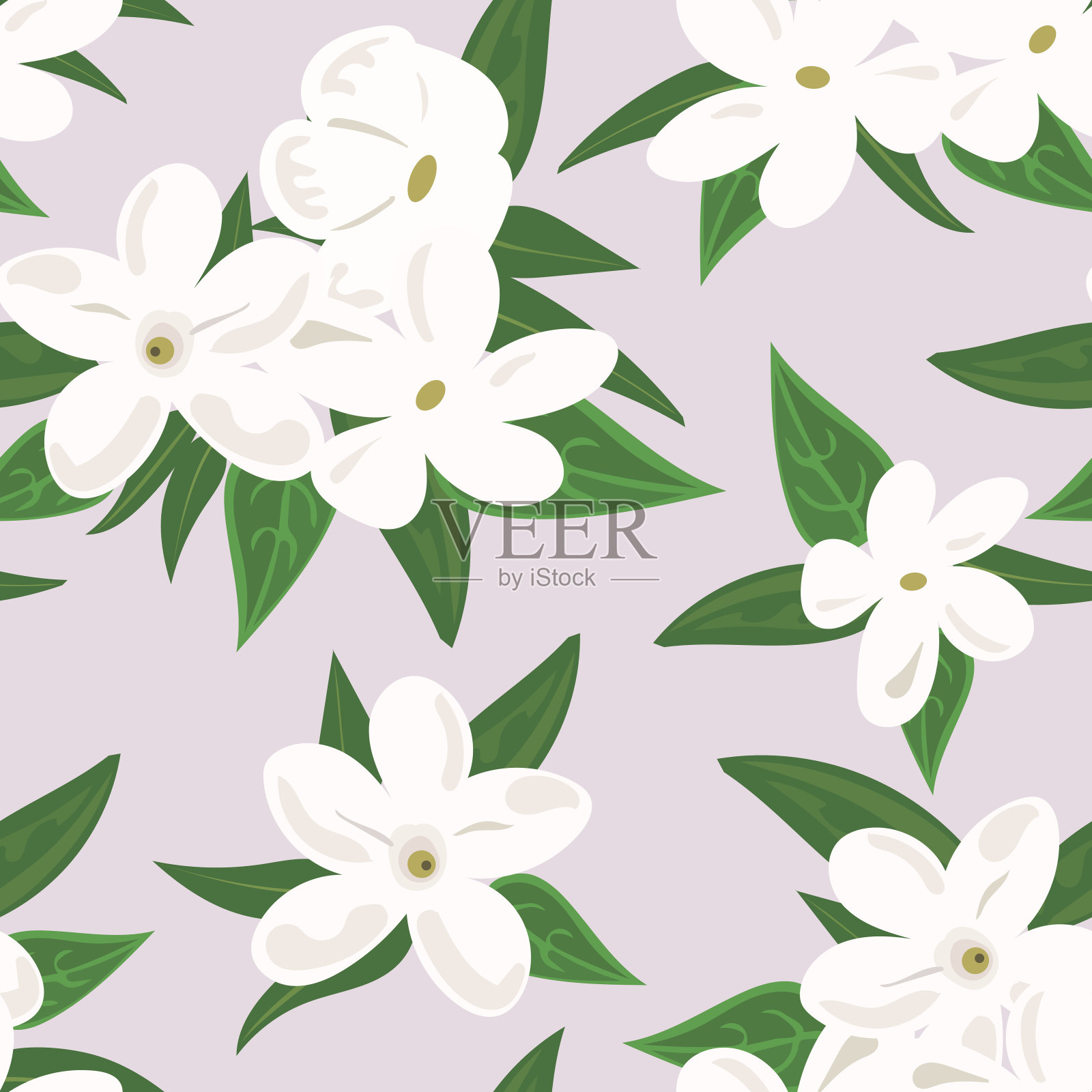 白色的茉莉花。孤立在白色背景上的茉莉花的一枝。春天的花朵插画图片素材