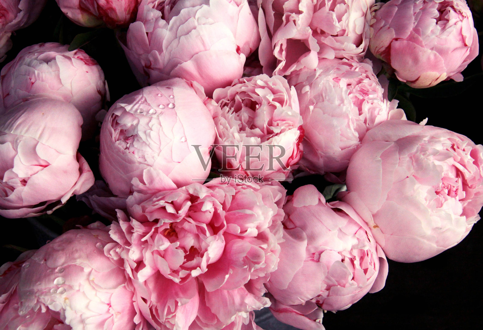 粉红色的牡丹花带着雨滴照片摄影图片