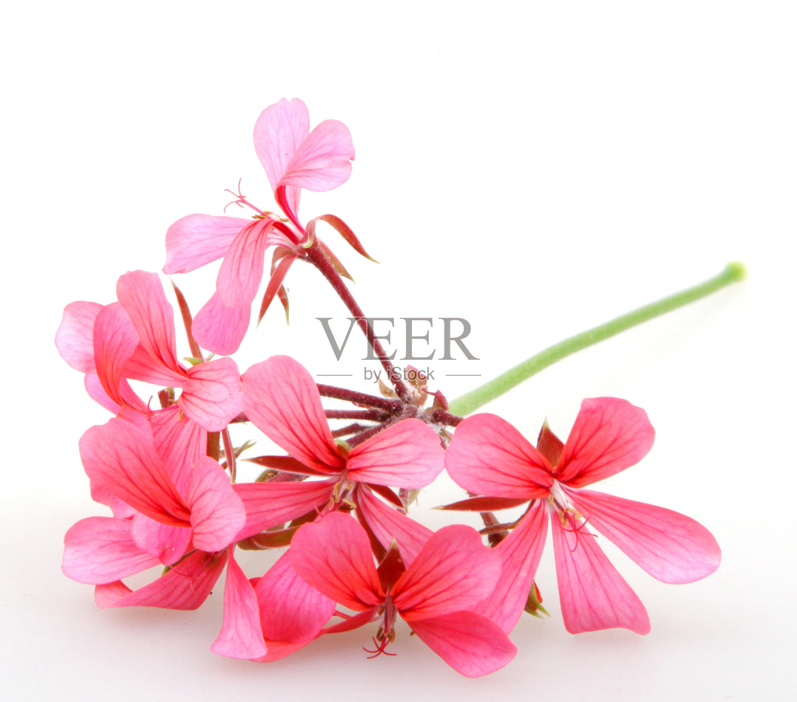 香叶天竺葵属植物的花照片摄影图片