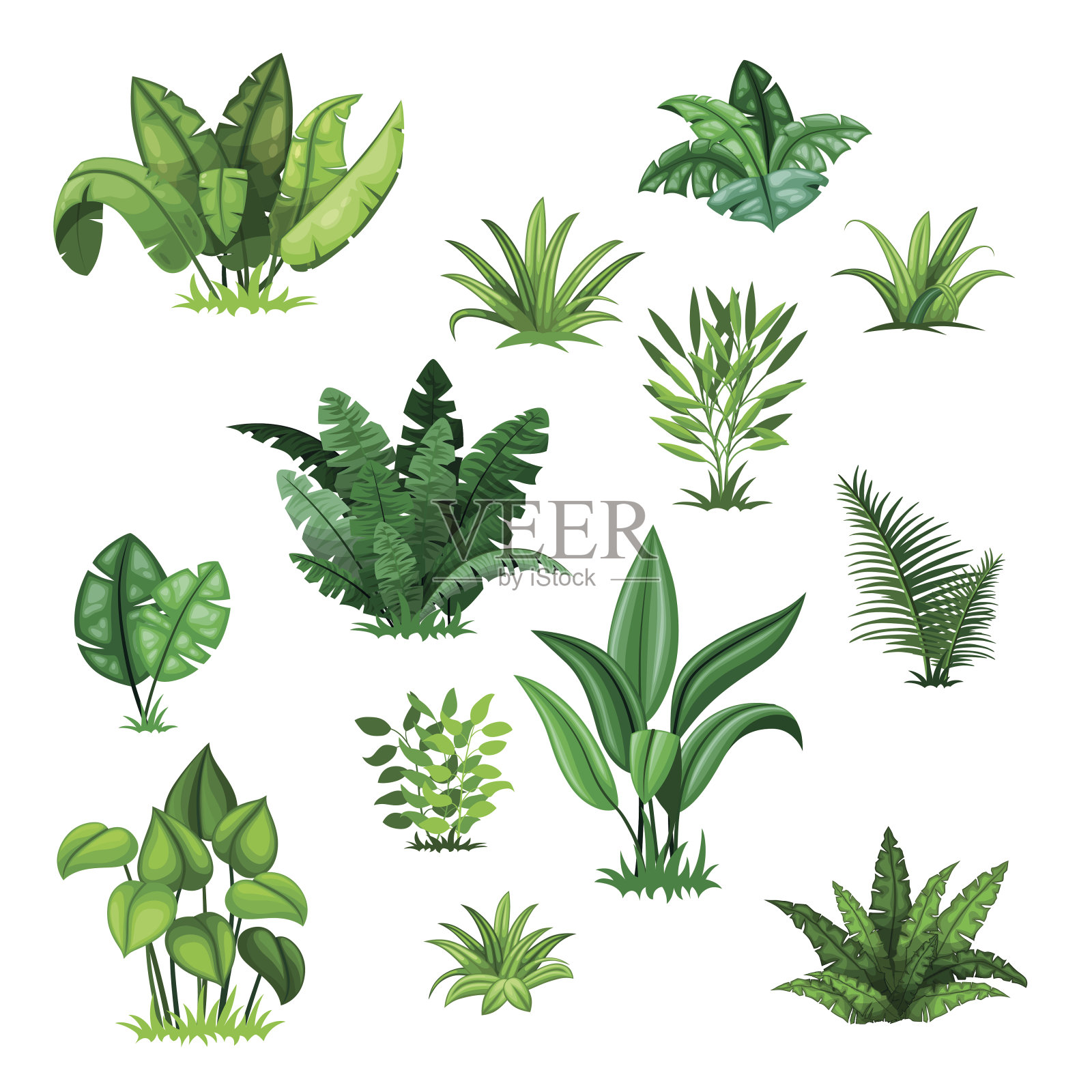 配有不同的热带植物插画图片素材