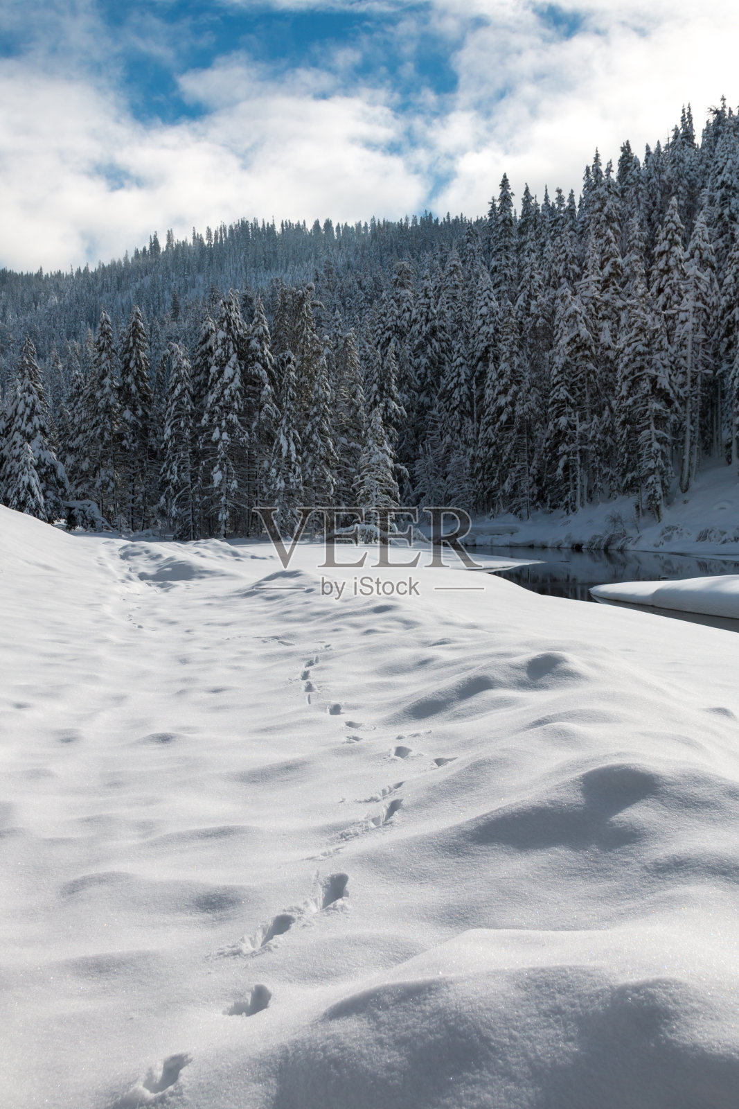 雪中动物的足迹照片摄影图片
