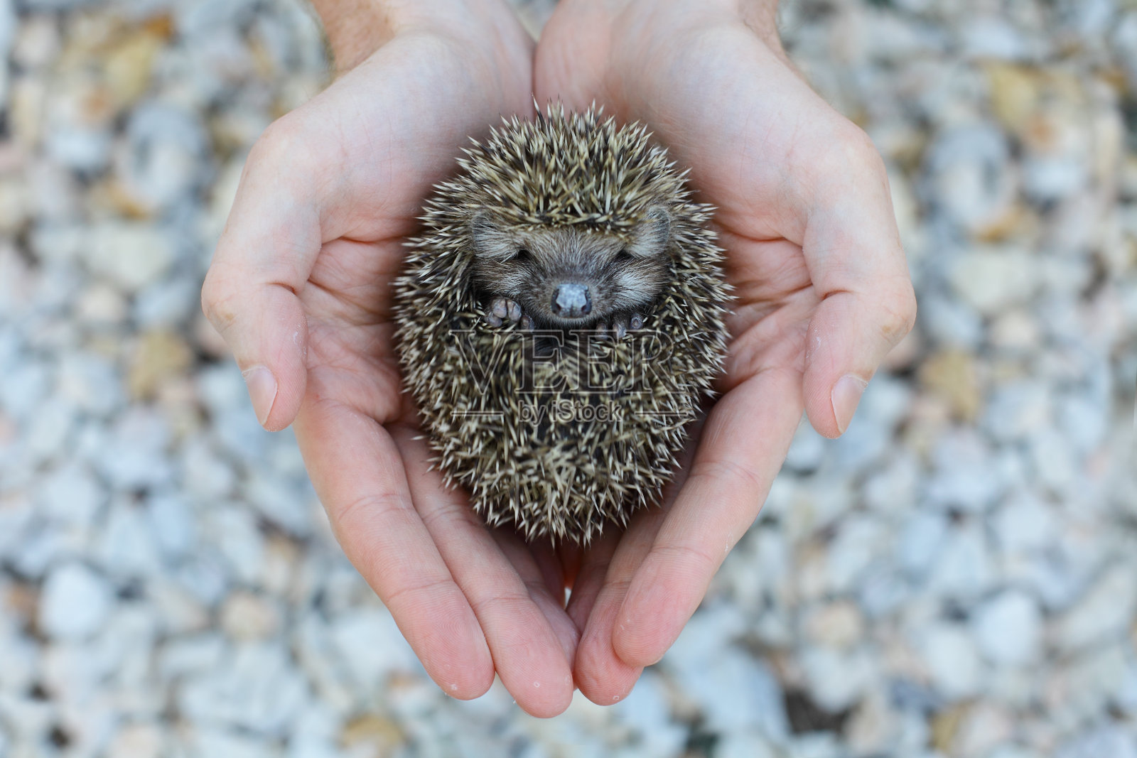 环保:小动物——人类手中的刺猬照片摄影图片