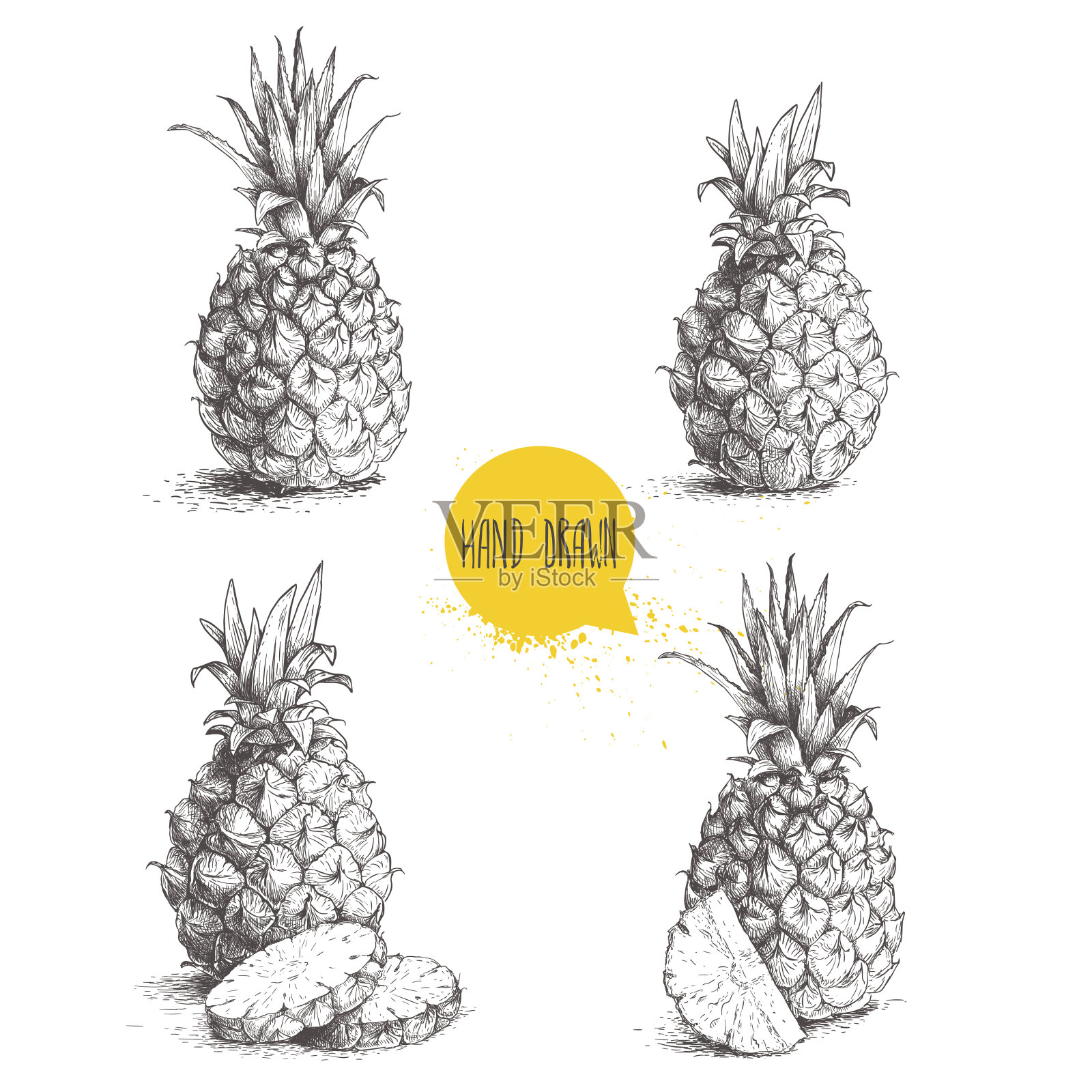 手绘素描风格设置成熟菠萝插图。插画图片素材