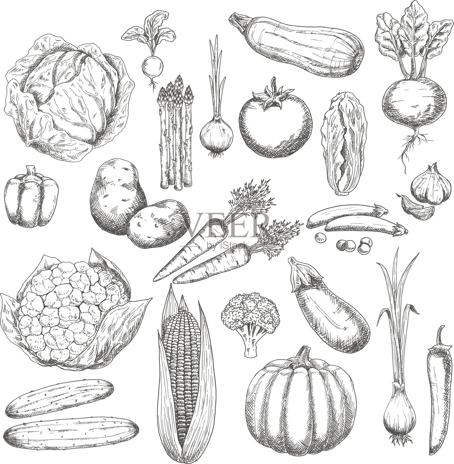 秋收素描象征着新鲜的蔬菜设计元素图片