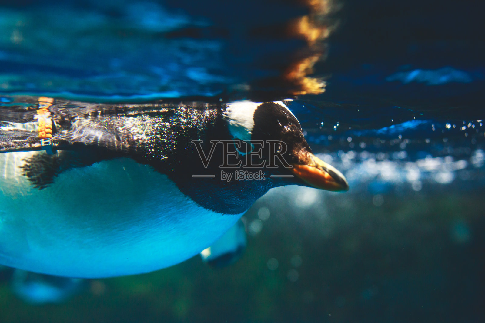 可爱的企鹅在蓝色的水里游泳，溅起巨大的水花照片摄影图片