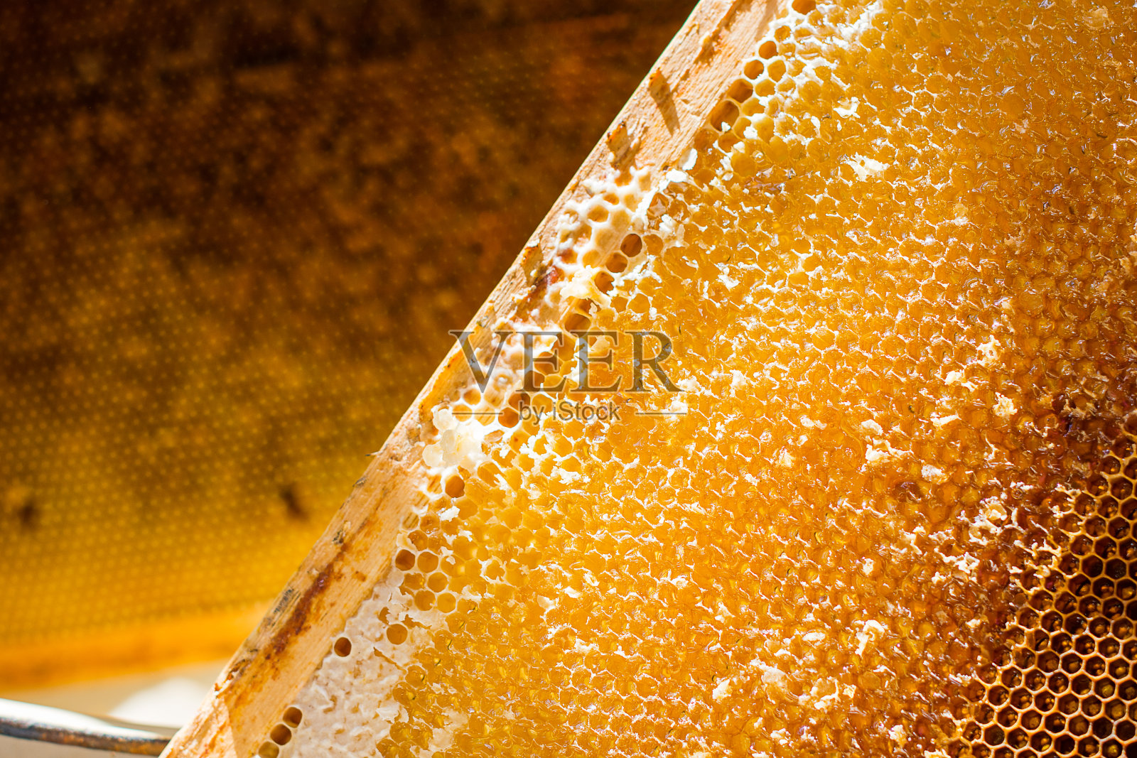 无盖的蜂巢里有蜂蜜照片摄影图片