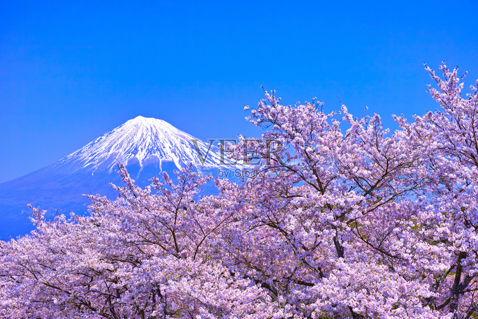 从岩本山看富士山，樱花盛开照片摄影图片