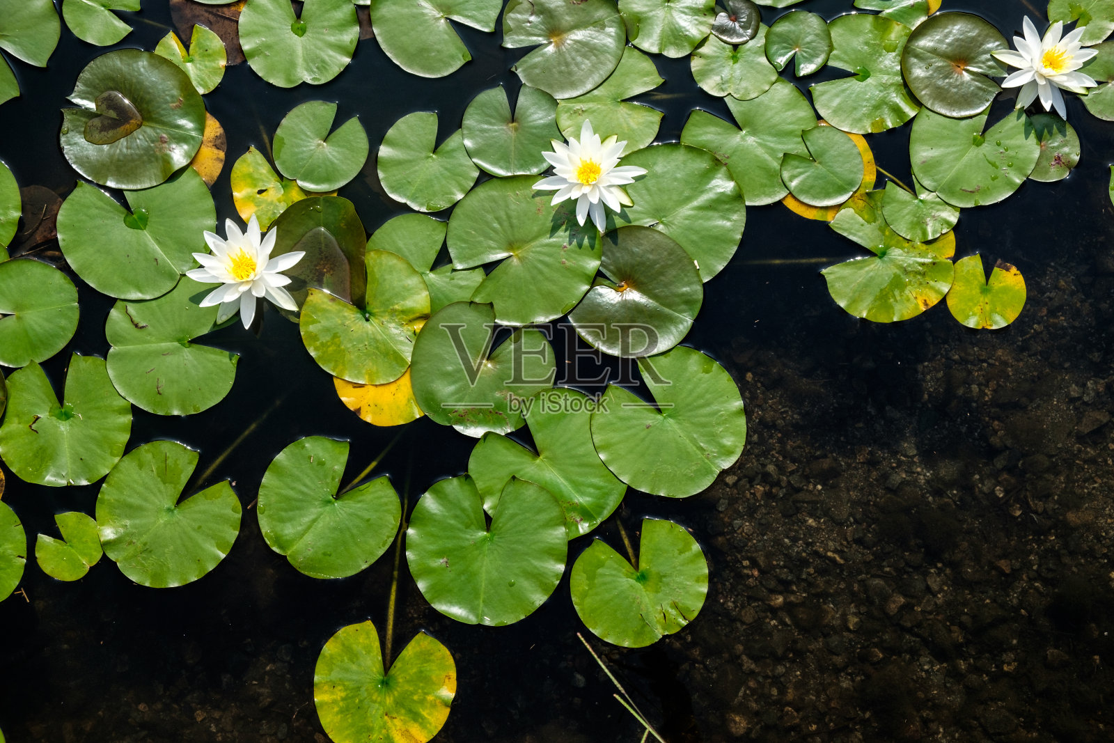 俯视图的荷花与白色的花在一个池塘在日本照片摄影图片