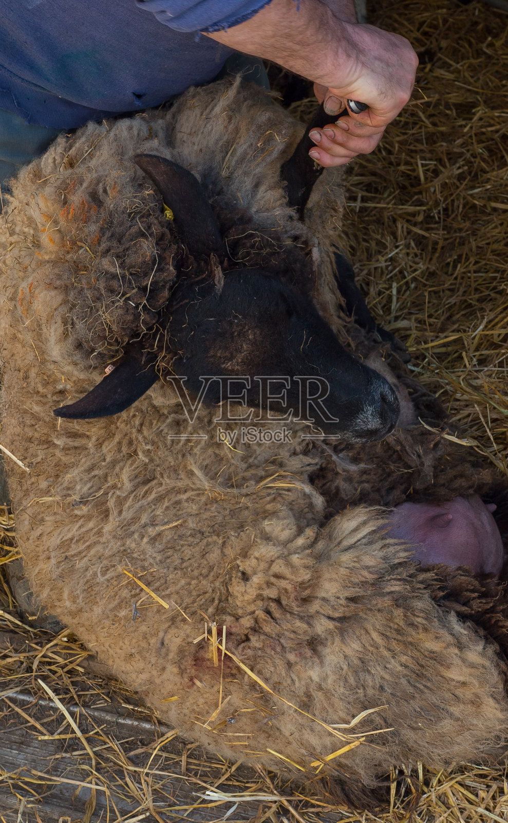 种田养羊照片摄影图片
