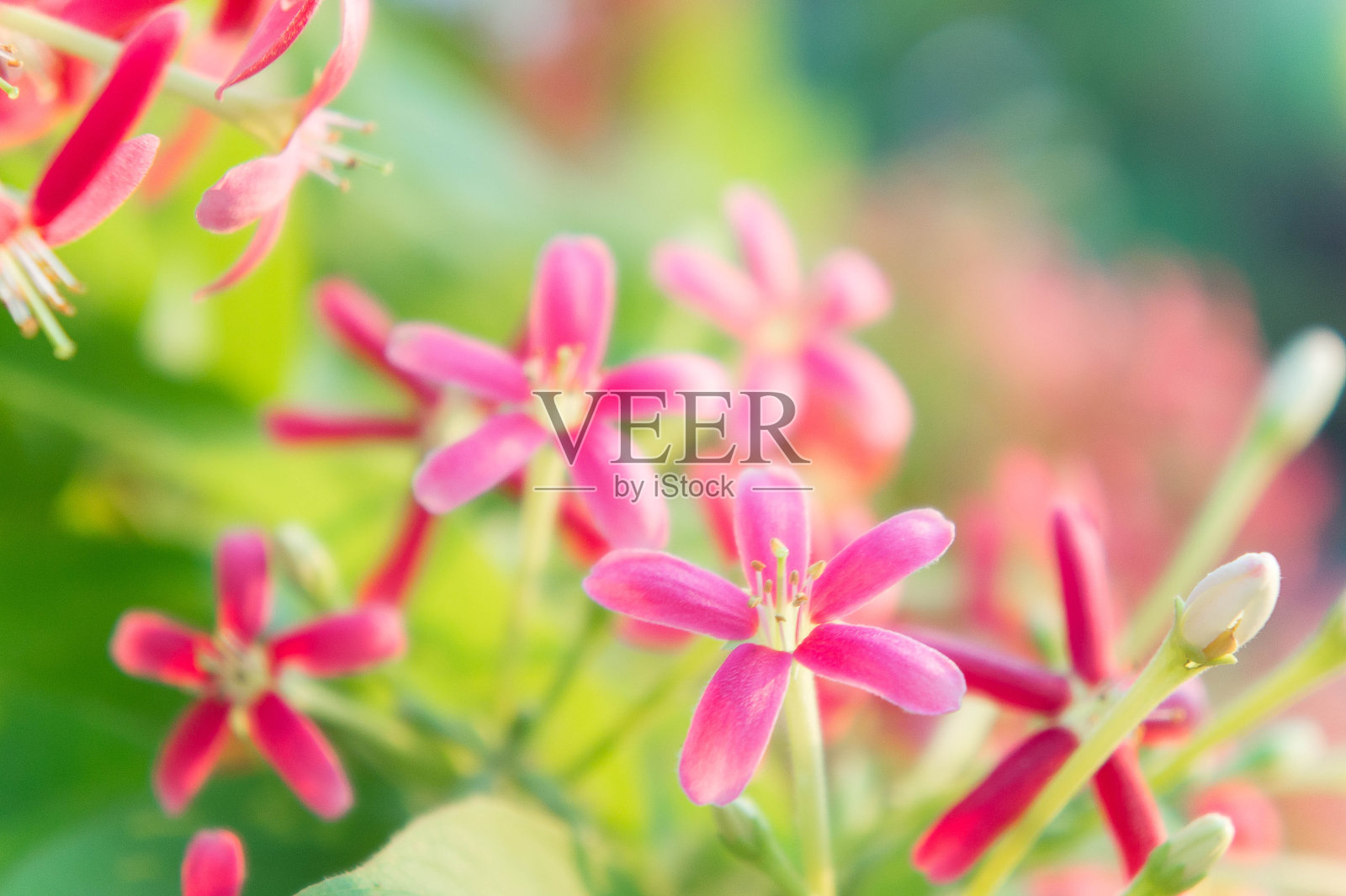 五彩缤纷的花，紫荆花，连翘花在花园里开花照片摄影图片