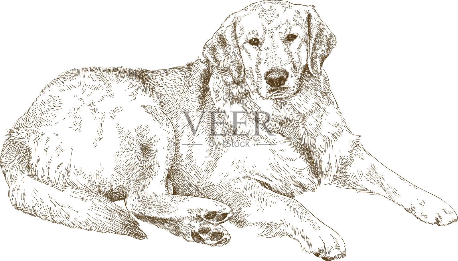 拉布拉多犬雕刻插图插画图片素材