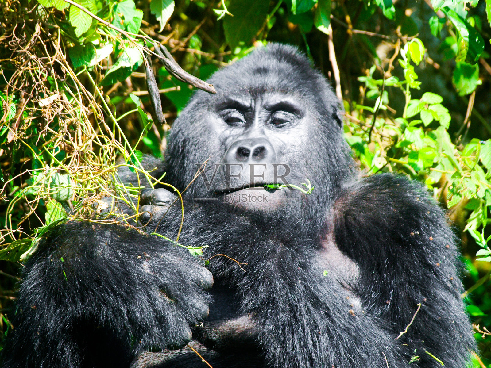成年雄性山地大猩猩-银背-吃绿叶。非洲乌干达布温迪密林照片摄影图片